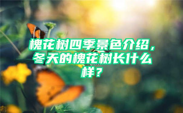 槐花树四季景色介绍，冬天的槐花树长什么样？