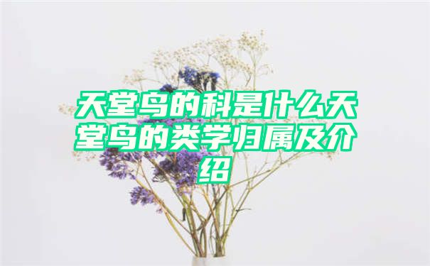 天堂鸟的科是什么天堂鸟的类学归属及介绍