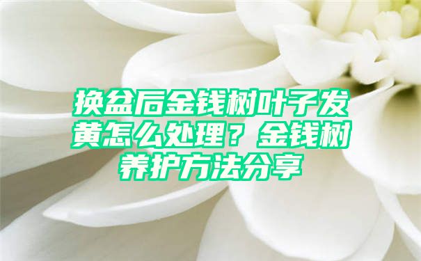 换盆后金钱树叶子发黄怎么处理？金钱树养护方法分享