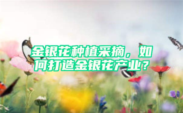 金银花种植采摘，如何打造金银花产业？