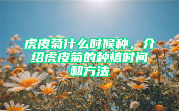 虎皮菊什么时候种，介绍虎皮菊的种植时间和方法