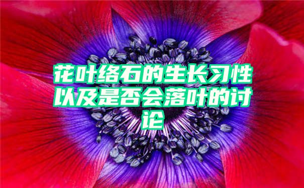 花叶络石的生长习性以及是否会落叶的讨论