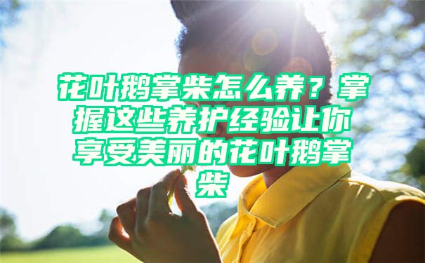 花叶鹅掌柴怎么养？掌握这些养护经验让你享受美丽的花叶鹅掌柴