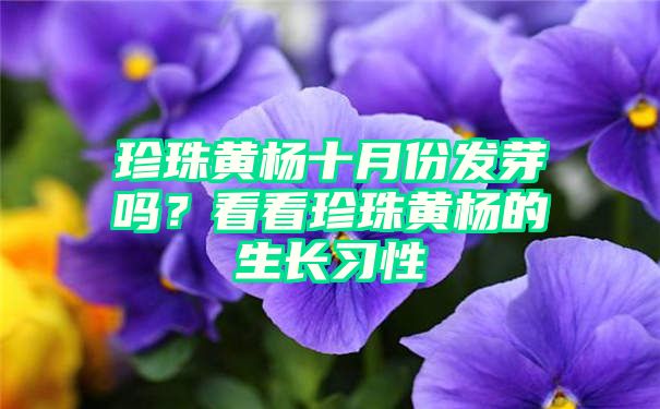 珍珠黄杨十月份发芽吗？看看珍珠黄杨的生长习性