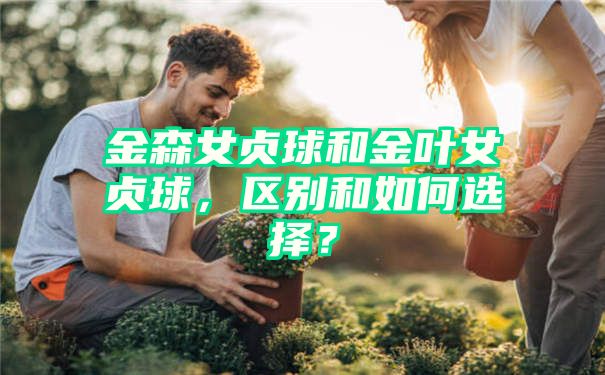 金森女贞球和金叶女贞球，区别和如何选择？