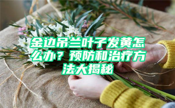 金边吊兰叶子发黄怎么办？预防和治疗方法大揭秘