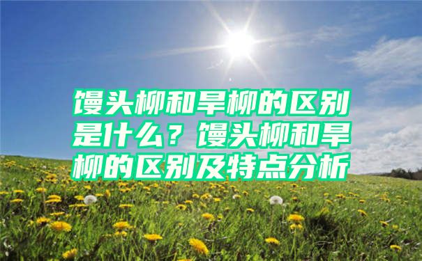 馒头柳和旱柳的区别是什么？馒头柳和旱柳的区别及特点分析