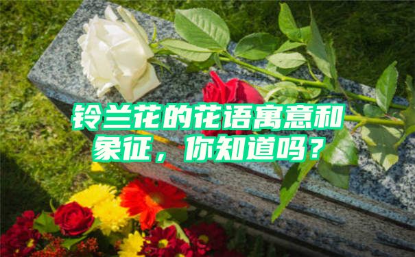 铃兰花的花语寓意和象征，你知道吗？