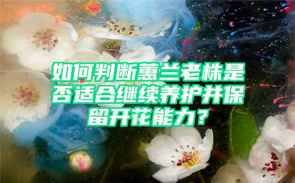 如何判断蕙兰老株是否适合继续养护并保留开花能力？