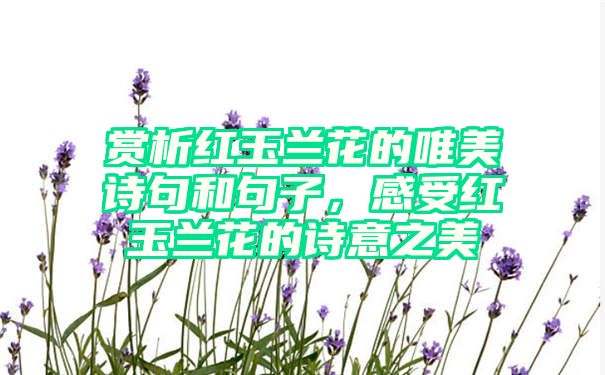 赏析红玉兰花的唯美诗句和句子，感受红玉兰花的诗意之美