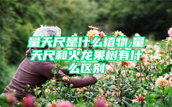 量天尺是什么植物,量天尺和火龙果树有什么区别