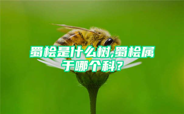 蜀桧是什么树,蜀桧属于哪个科？