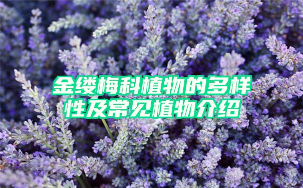 金缕梅科植物的多样性及常见植物介绍