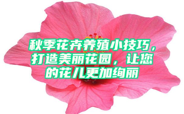 秋季花卉养殖小技巧，打造美丽花园，让您的花儿更加绚丽